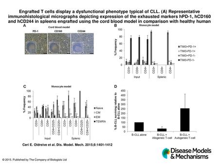Engrafted T cells display a dysfunctional phenotype typical of CLL
