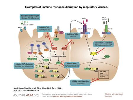 Examples of immune response disruption by respiratory viruses.