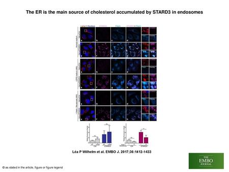 The ER is the main source of cholesterol accumulated by STARD3 in endosomes The ER is the main source of cholesterol accumulated by STARD3 in endosomes.
