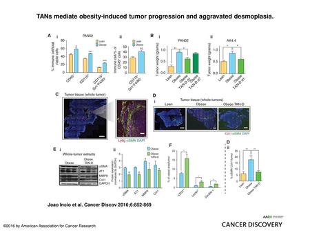 TANs mediate obesity-induced tumor progression and aggravated desmoplasia. TANs mediate obesity-induced tumor progression and aggravated desmoplasia. A,