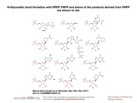 N-Glycosidic bond formation with PRPP