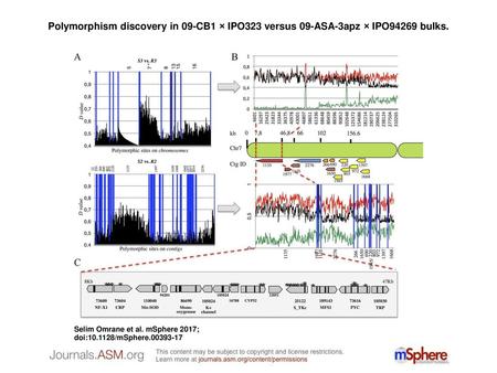 Polymorphism discovery in 09-CB1 × IPO323 versus 09-ASA-3apz × IPO94269 bulks. Polymorphism discovery in 09-CB1 × IPO323 versus 09-ASA-3apz × IPO94269.