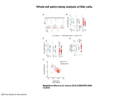 Whole-cell patch-clamp analysis of NAc cells.