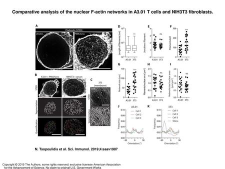 Comparative analysis of the nuclear F-actin networks in A3