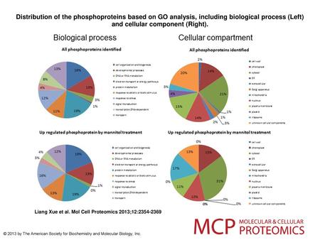 Distribution of the phosphoproteins based on GO analysis, including biological process (Left) and cellular component (Right). Distribution of the phosphoproteins.
