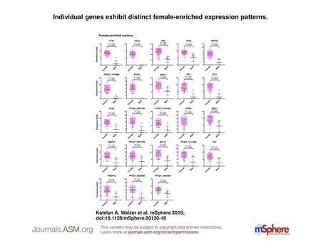 Individual genes exhibit distinct female-enriched expression patterns.