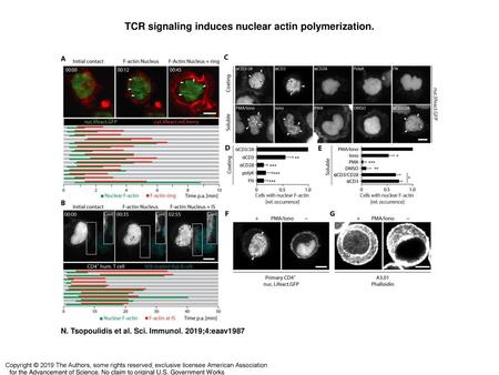TCR signaling induces nuclear actin polymerization.
