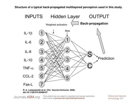Structure of a typical back-propagated multilayered perceptron used in this study. Structure of a typical back-propagated multilayered perceptron used.