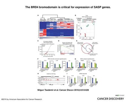 The BRD4 bromodomain is critical for expression of SASP genes.