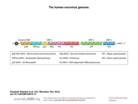 The human norovirus genome.