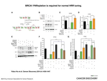 BRCA1 PARsylation is required for normal HRR tuning.