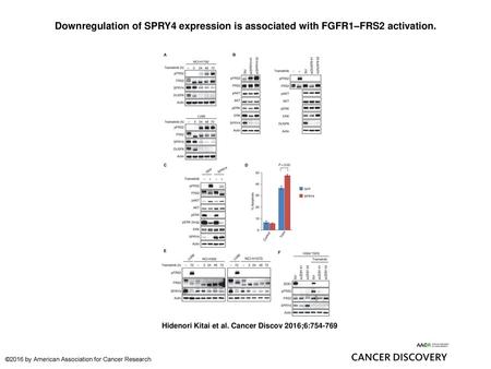 Downregulation of SPRY4 expression is associated with FGFR1–FRS2 activation. Downregulation of SPRY4 expression is associated with FGFR1–FRS2 activation.