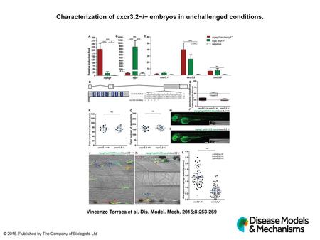 Characterization of cxcr3.2−/− embryos in unchallenged conditions.