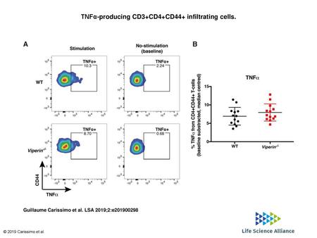 TNFα-producing CD3+CD4+CD44+ infiltrating cells.