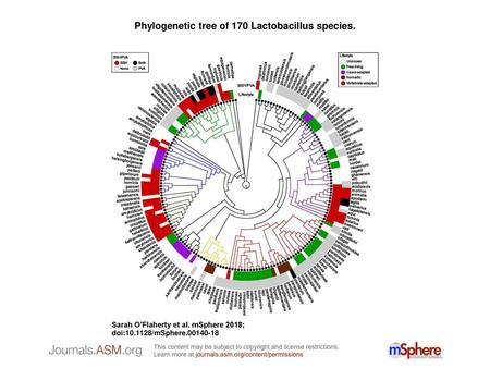 Phylogenetic tree of 170 Lactobacillus species.