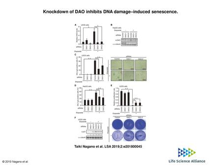 Knockdown of DAO inhibits DNA damage–induced senescence.