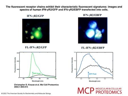 The fluorescent receptor chains exhibit their characteristic fluorescent signatures: images and spectra of human IFN-γR2/GFP and IFN-γR2/EBFP transfected.