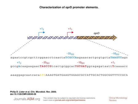 Characterization of oprD promoter elements.