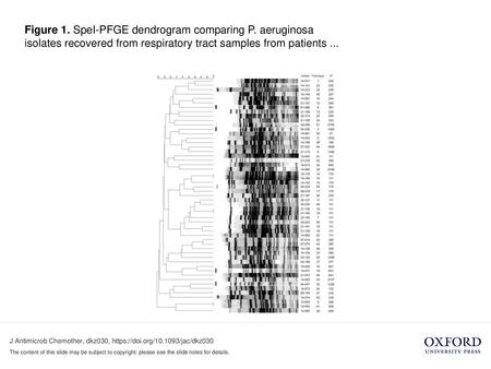Figure 1. SpeI-PFGE dendrogram comparing P