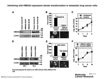 Interfering with HMGA2 expression blocks transformation in metastatic lung cancer cells. Interfering with HMGA2 expression blocks transformation in metastatic.