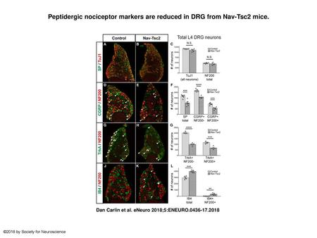 Peptidergic nociceptor markers are reduced in DRG from Nav-Tsc2 mice.