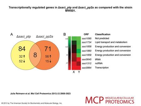 Transcriptionally regulated genes in Δsaci_ptp and Δsaci_pp2a as compared with the strain MW001. Transcriptionally regulated genes in Δsaci_ptp and Δsaci_pp2a.