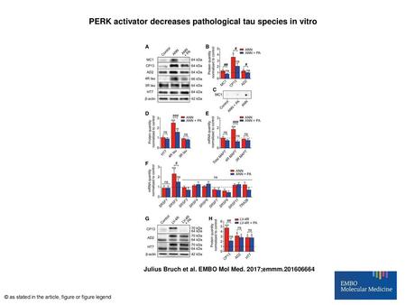 PERK activator decreases pathological tau species in vitro