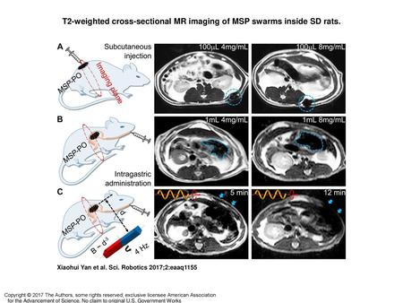 T2-weighted cross-sectional MR imaging of MSP swarms inside SD rats.