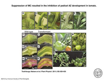 Suppression of MC resulted in the inhibition of pedicel AZ development in tomato. Suppression of MC resulted in the inhibition of pedicel AZ development.