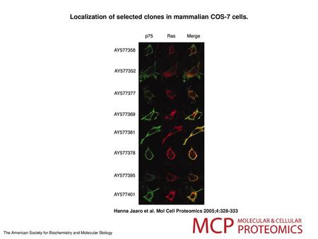 Localization of selected clones in mammalian COS-7 cells.