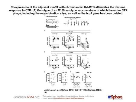 Coexpression of the adjuvant mmCT with chromosomal RΔ-CTB attenuates the immune response to CTB. (A) Genotype of an O139 serotype vaccine strain in which.