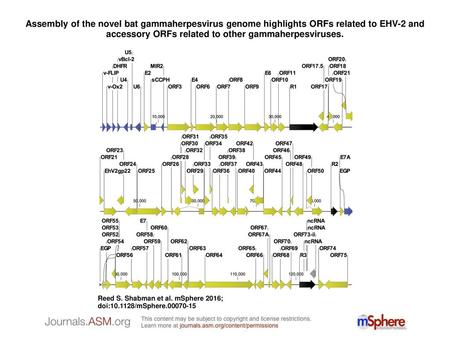 Assembly of the novel bat gammaherpesvirus genome highlights ORFs related to EHV-2 and accessory ORFs related to other gammaherpesviruses. Assembly of.