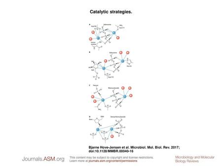 Catalytic strategies. Catalytic strategies. The coordination of Mg2+ (shown as blue spheres) of the active site to the substrates, to amino acid residues,