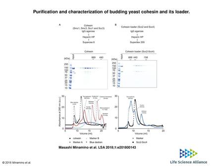 Purification and characterization of budding yeast cohesin and its loader. Purification and characterization of budding yeast cohesin and its loader. (A)