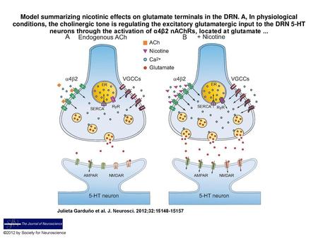 Model summarizing nicotinic effects on glutamate terminals in the DRN
