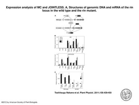 Expression analysis of MC and JOINTLESS