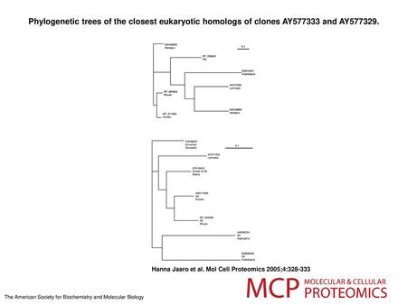 Phylogenetic trees of the closest eukaryotic homologs of clones AY577333 and AY577329. Phylogenetic trees of the closest eukaryotic homologs of clones.