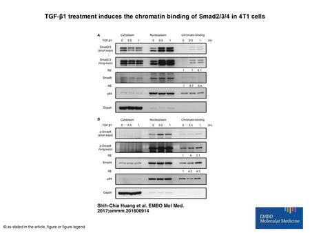 TGF‐β1 treatment induces the chromatin binding of Smad2/3/4 in 4T1 cells TGF‐β1 treatment induces the chromatin binding of Smad2/3/4 in 4T1 cells A, BWestern.
