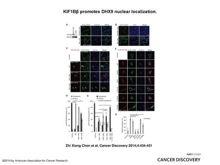 KIF1Bβ promotes DHX9 nuclear localization.