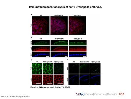 Immunofluorescent analysis of early Drosophila embryos.