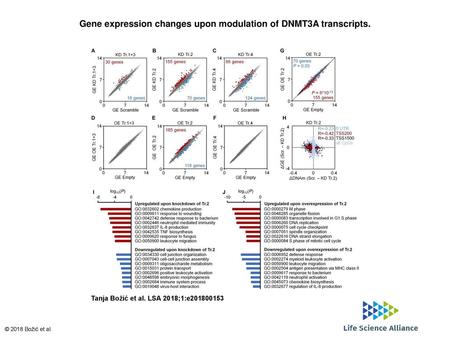Gene expression changes upon modulation of DNMT3A transcripts.