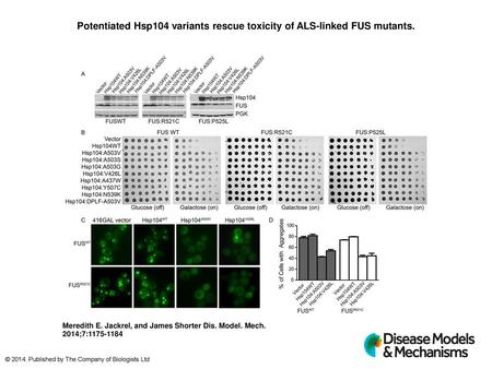 Potentiated Hsp104 variants rescue toxicity of ALS-linked FUS mutants.