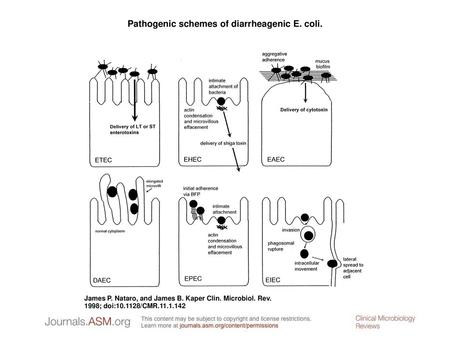 Pathogenic schemes of diarrheagenic E. coli.