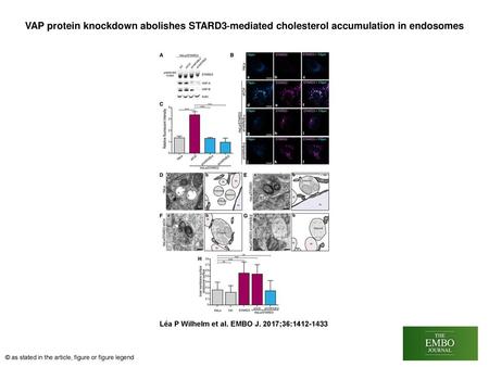 VAP protein knockdown abolishes STARD3‐mediated cholesterol accumulation in endosomes VAP protein knockdown abolishes STARD3‐mediated cholesterol accumulation.
