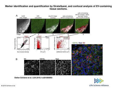 Marker identification and quantification by StrataQuest, and confocal analysis of EV-containing tissue sections. Marker identification and quantification.