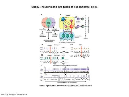 Shox2+ neurons and two types of V2a (Chx10+) cells.