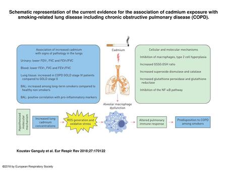 Schematic representation of the current evidence for the association of cadmium exposure with smoking-related lung disease including chronic obstructive.