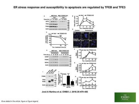 ER stress response and susceptibility to apoptosis are regulated by TFEB and TFE3 ER stress response and susceptibility to apoptosis are regulated by TFEB.