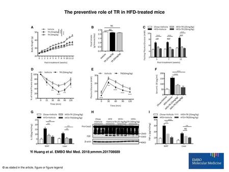 The preventive role of TR in HFD‐treated mice