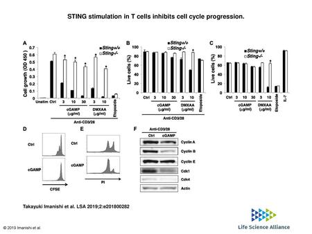 STING stimulation in T cells inhibits cell cycle progression.